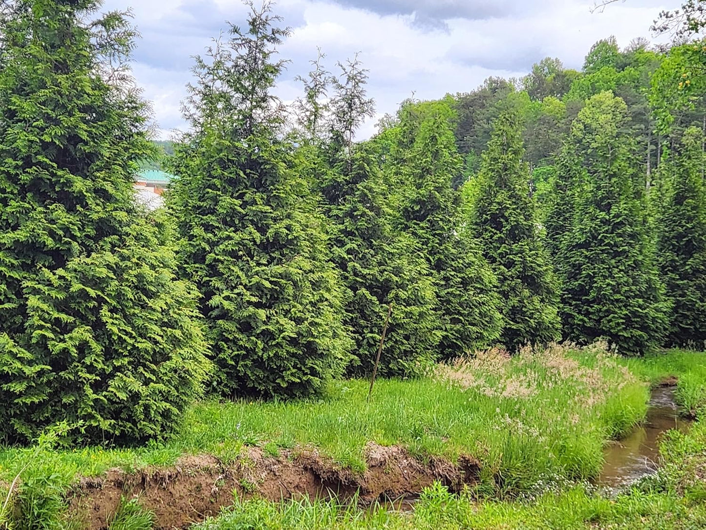 Thuja Green Giant Arborvitae Lot of 10, 3 Inch Pot