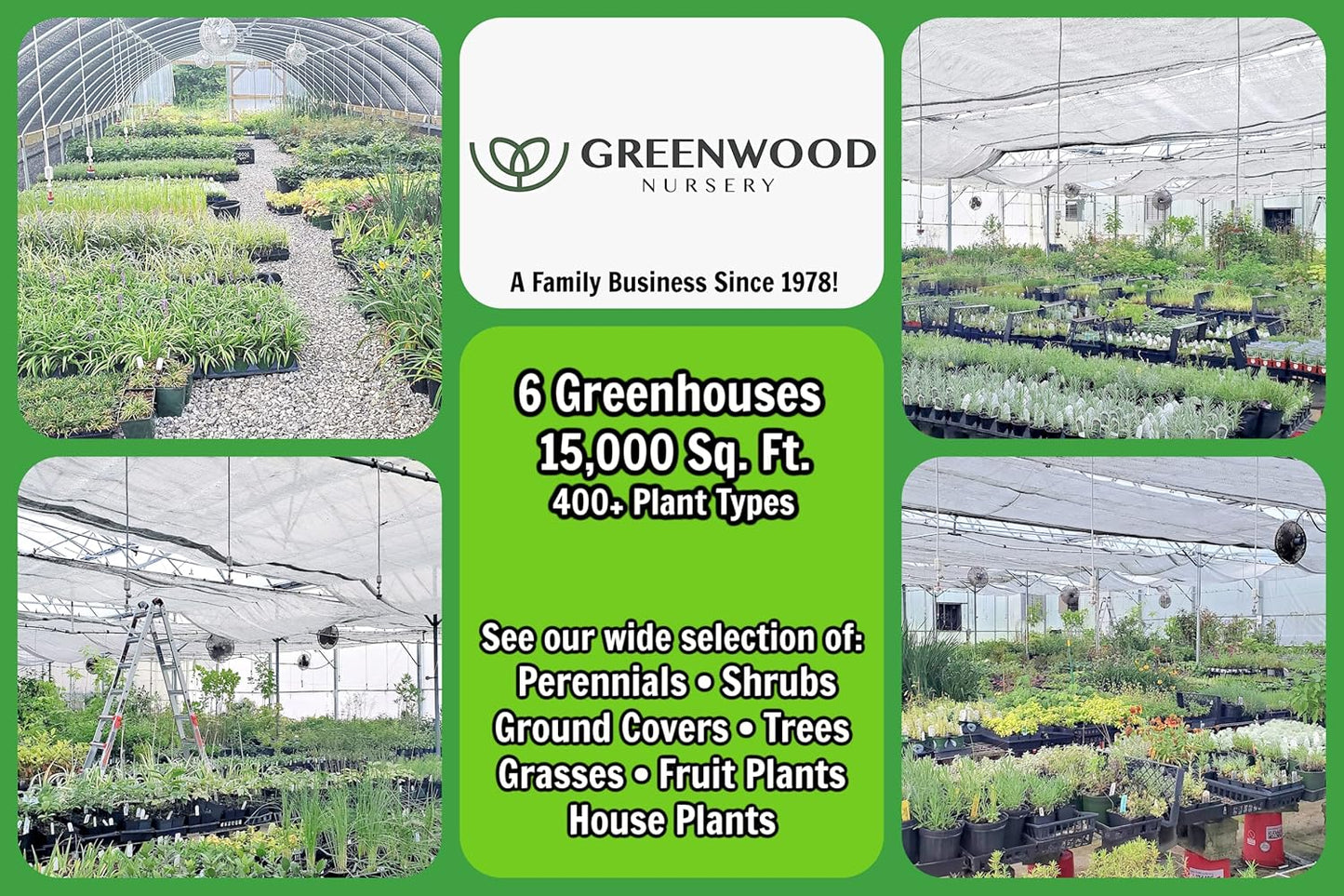Greenwood Nursery: Live Perennial Plants - Munstead Lavender + Lavandula Angustifolia - [Qty: 1x 3.5 Pot] - (Click for Other Available Plants/Quantities)
