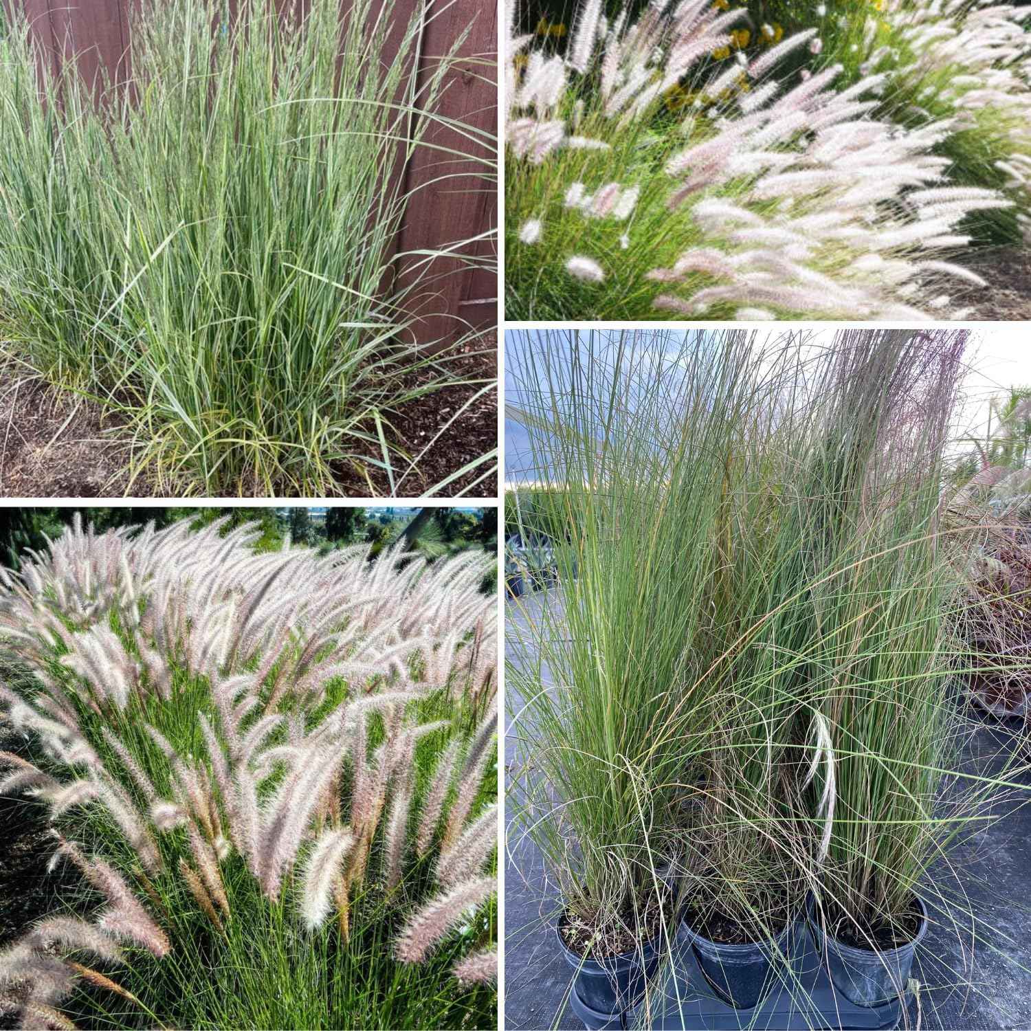 1 Ornamental Grass Plants Live Clumps - 8-12 Inc Tall - White Fountain Grasses Live Plants Perennial