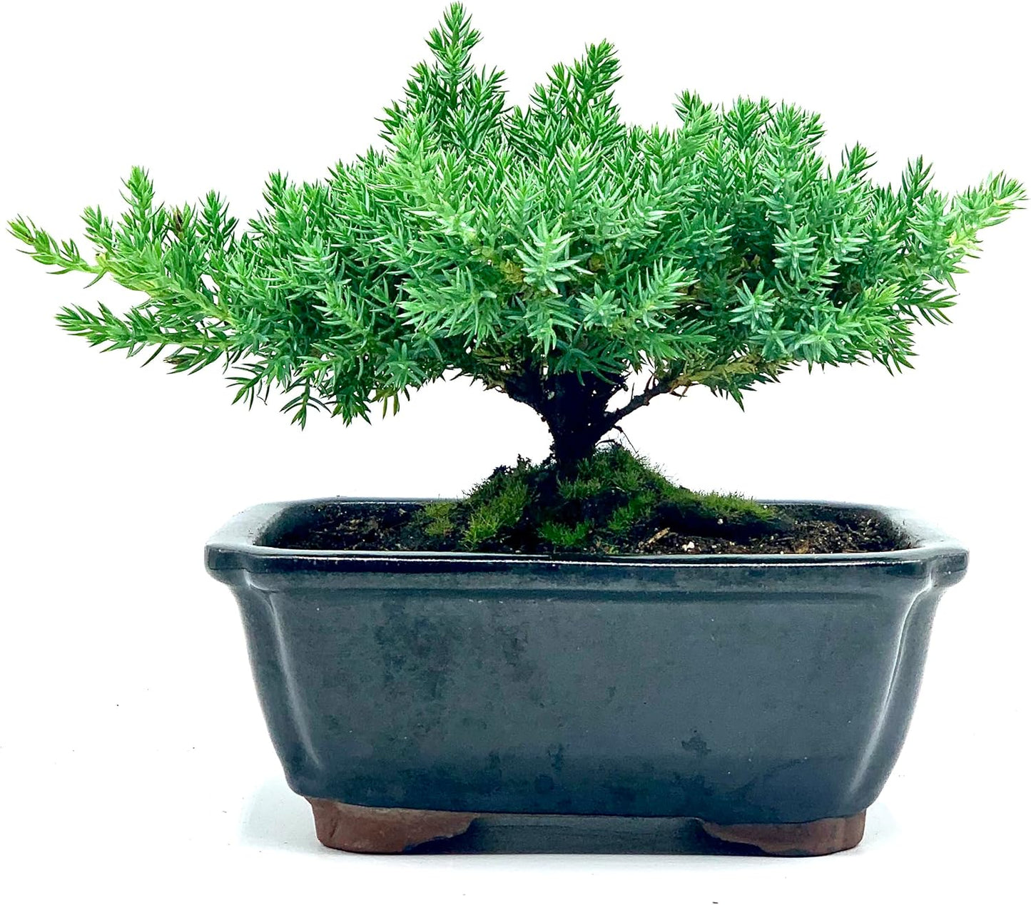 Live Dwarf Juniper Bonsai Tree | Indoor/Outdoor | 100% Handcrafted| Home and Office Décor | Best Gift for Holiday | Good for Beginner