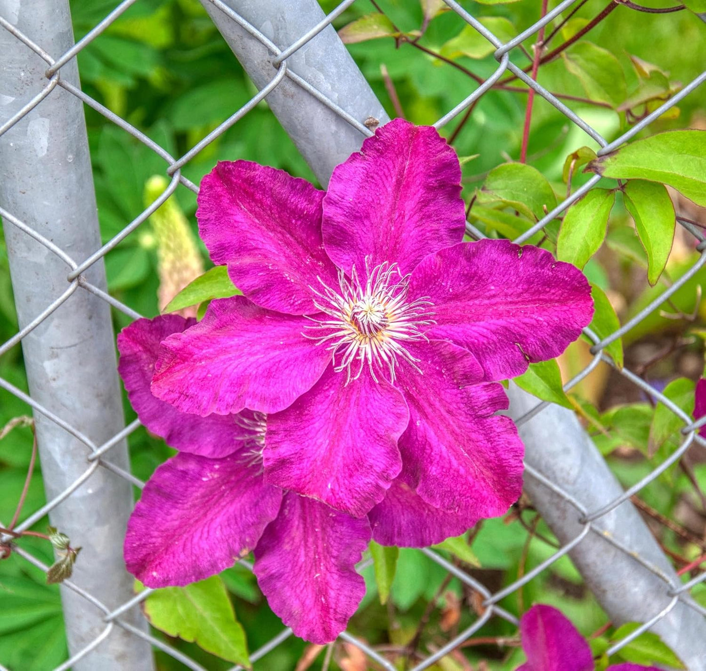 CarpetC 200+ Mixed Clematis Seeds for Planting, Perennial Climbing Vine Large Blooms, Non-GMO Heirloom Flower Seeds for Trellises, Arbors & Garden Fences