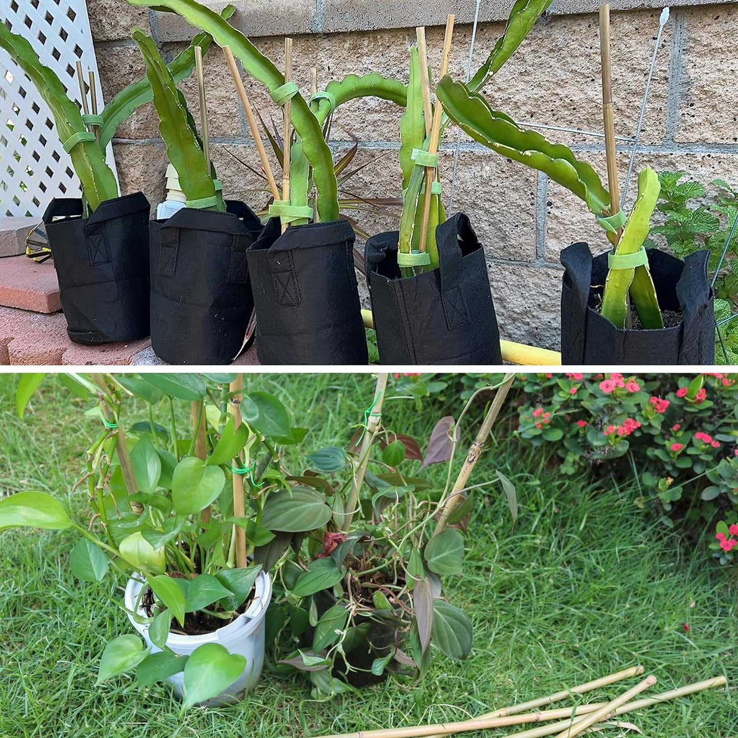 50Pcs / 6ft Bamboo Plant Stakes for Indoor Outdoor Plants, Garden Plant Support Sticks, Poles for Tomato Vegetables Beans Trees Potted Climbing Plants(0.32''-0.4'')