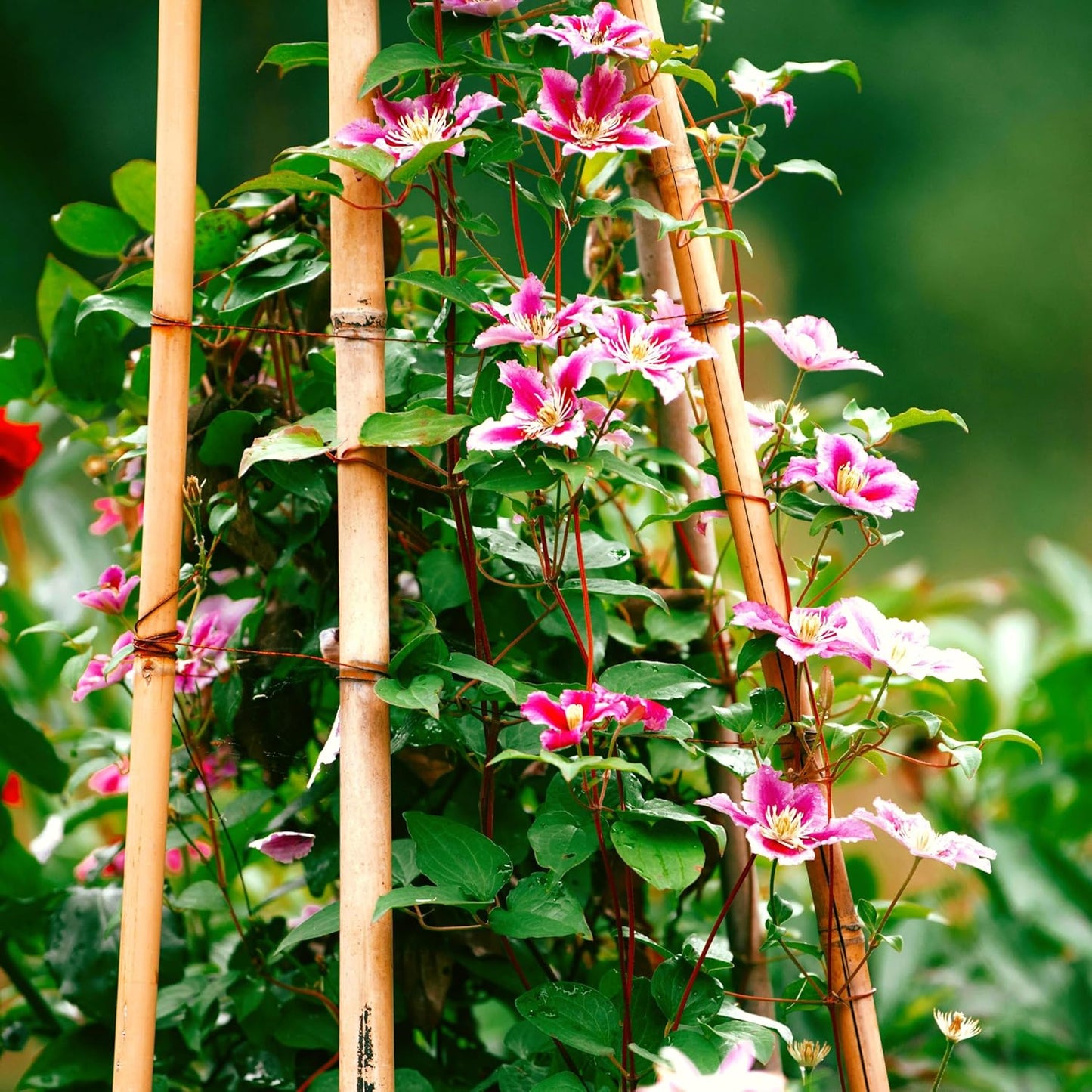 CarpetC 50+ Clematis Seeds for Planting, Perennial Flowering Vine, Long Blooming Heirloom Climber for Trellises, Fences and Arbors