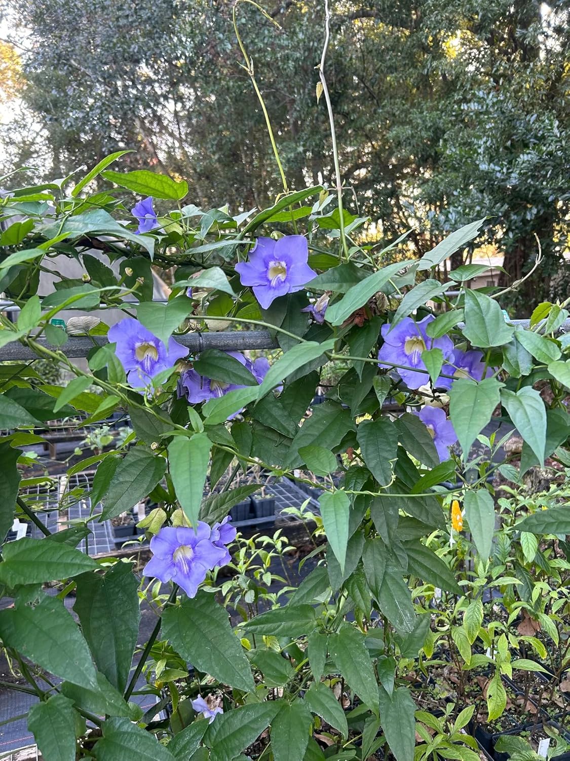 Thunbergia Grandiflora Plants | Pack of 2 (Two) | 5-9 Inch Blue Trumpet Vine | Sky Vine/Bengal Clock Vine | Fast-Growing Large Climber for Fences, Arbors & Privacy Screens