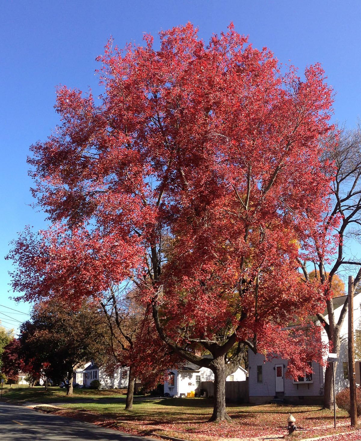 American Red Maple Shade Tree - Live Plant Shipped 2 to 3 Feet Tall by DAS Farms