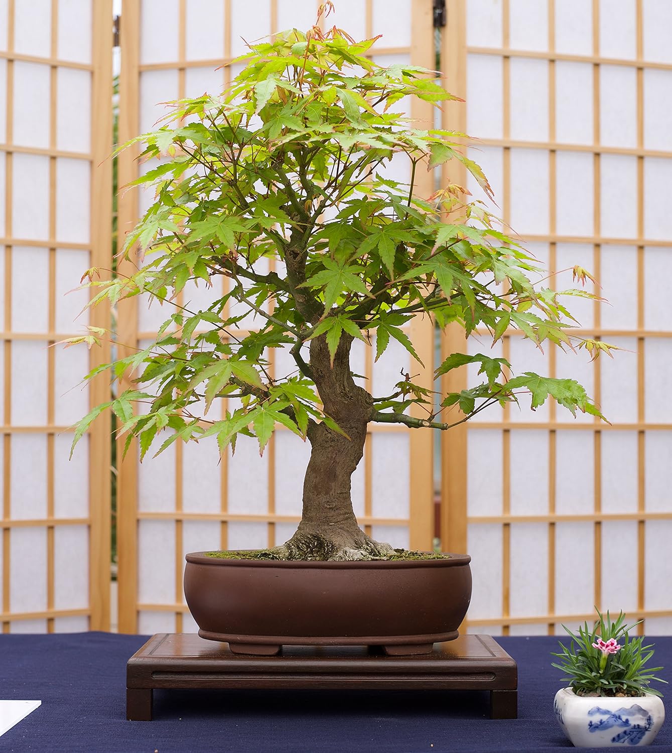 Japanese Maple | Small Tree Seedling | The Jonsteen Company