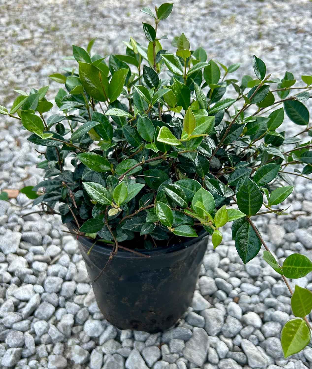 Asiatic Jasmine Ground Cover Plant, Live 1 Gallon Container, Evergreen Vine