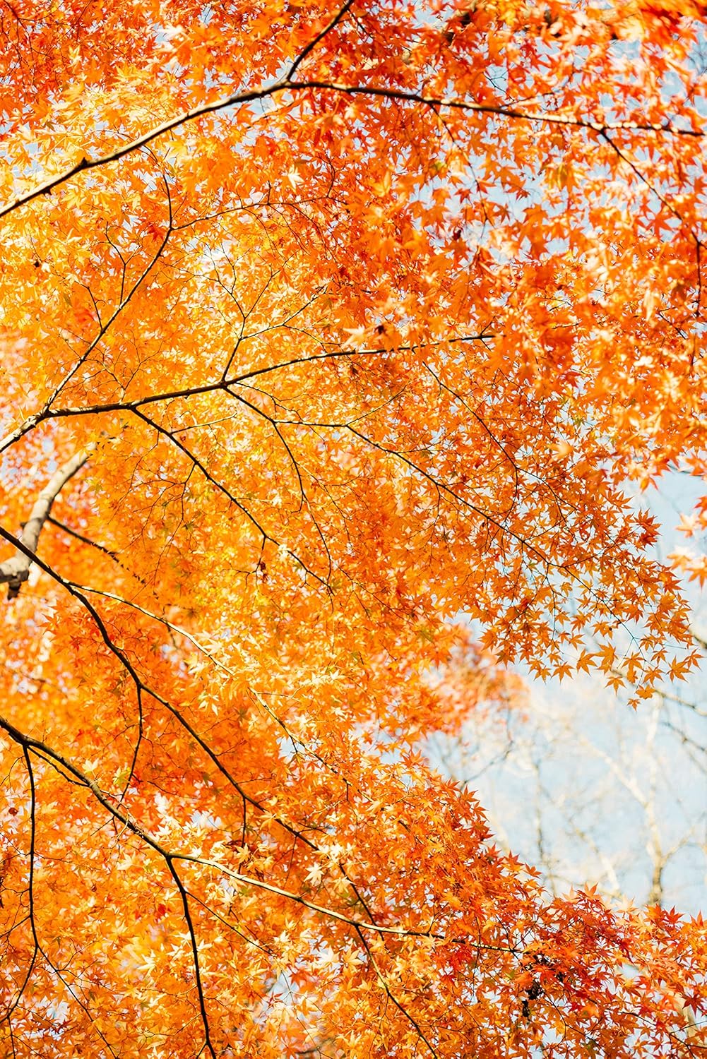 Japanese Maple | Small Tree Seedling | The Jonsteen Company