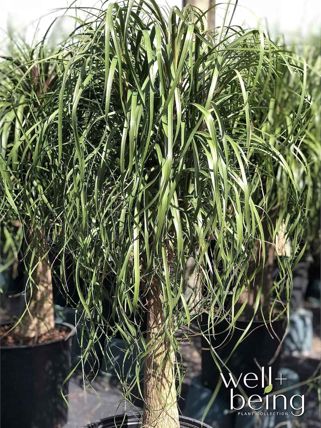 Nature's Way Farms Ponytail Palm (Beaucarnea Recurvata) Large Ponytail Palm Tree, Live Indoor Plant, in Growers Pot