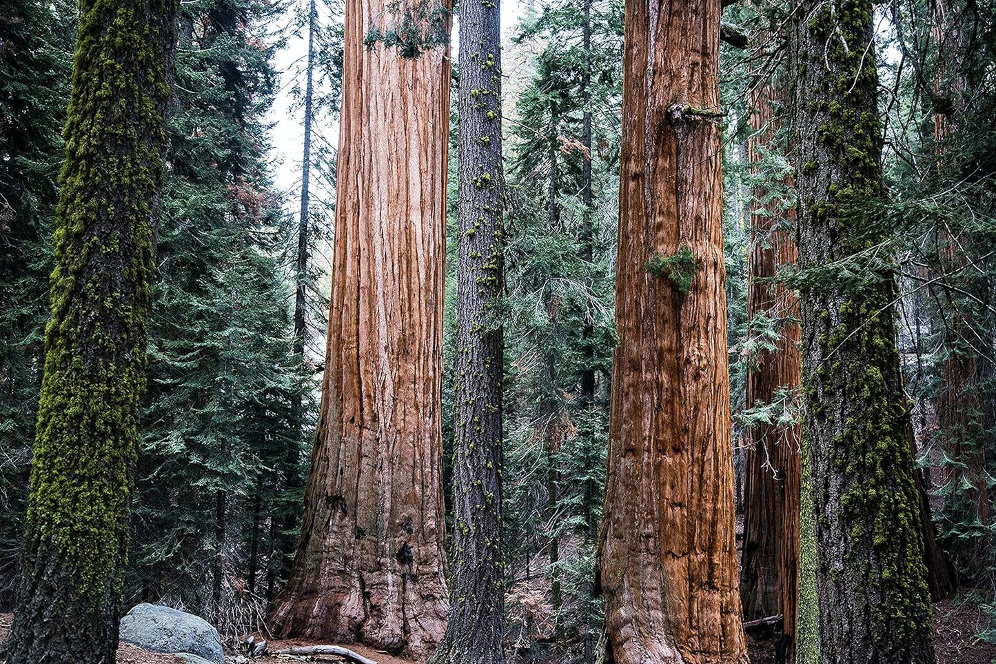 Conifers of The Sierra Nevada | Collection of 5 Live Tree Seedlings | The Jonsteen Company