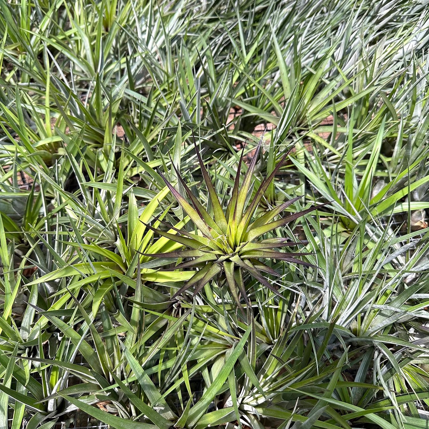 Air Plants - Tillandsia Fasciculata Tricolor, Large 4-6" - 1ct - Live Arrival Guaranteed - House Plants for Home Decor & Gift