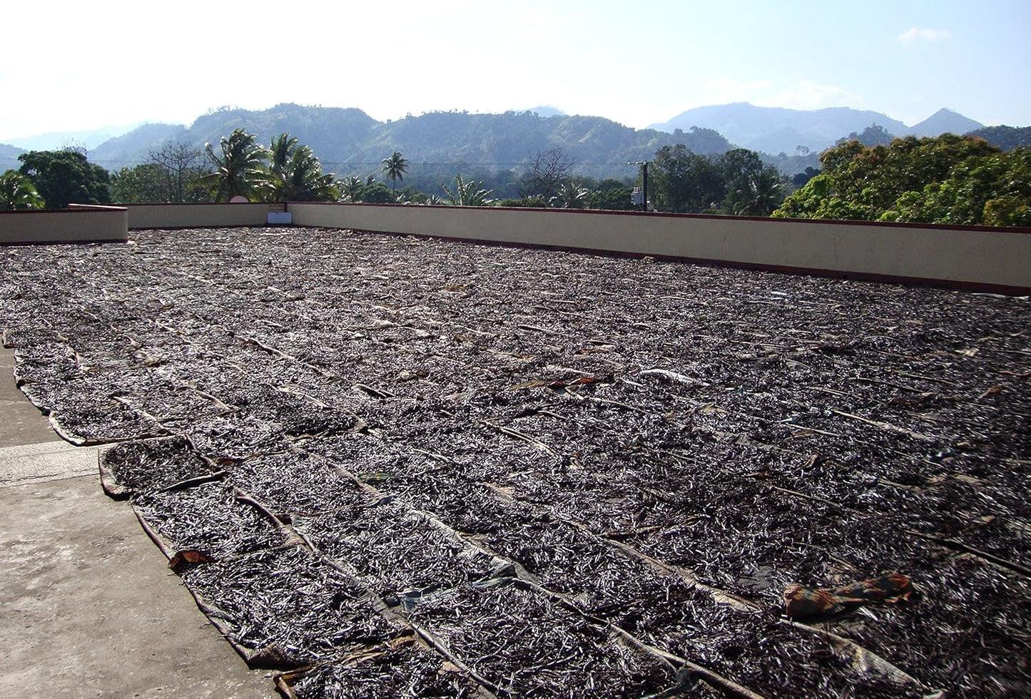 25 Tahitian Extract Grade B Natural Vanilla Beans by Vanilla Products USA