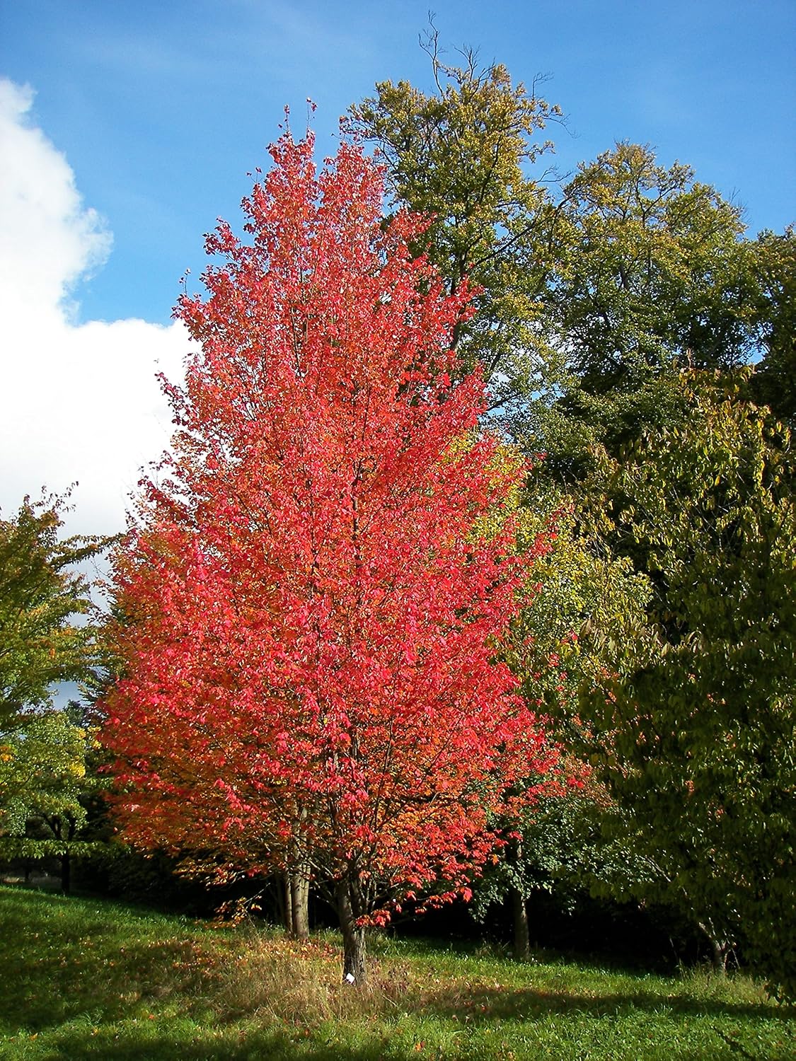 American Red Maple Shade Tree - Live Plant Shipped 2 to 3 Feet Tall by DAS Farms